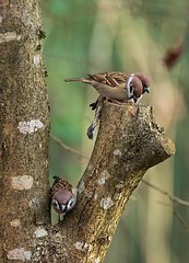 Image showing Eurasian Tree Sparrow (Passer montanus) in winter