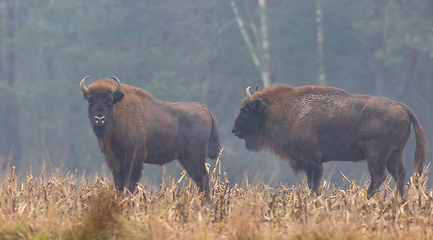 Image showing European Bison herd in mist