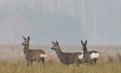 Image showing Winter landscape of roe deer herd