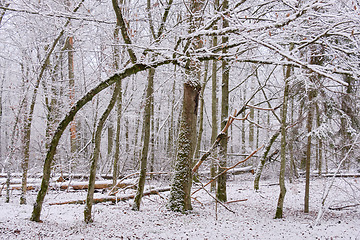 Image showing Wintertime landscape of snowy deciduous stand