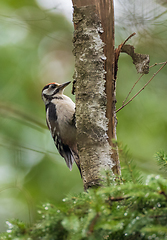 Image showing Middle spotted woodpecker (Leiopicus medius) male