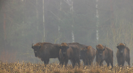 Image showing European Bison herd in mist