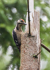 Image showing Middle spotted woodpecker (Leiopicus medius) male