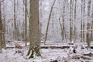 Image showing Wintertime landscape of snowy deciduous stand