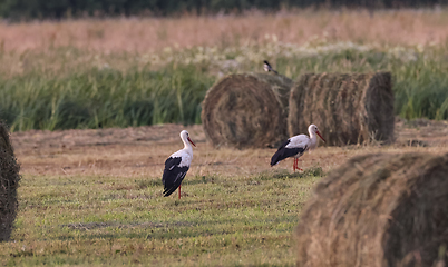 Image showing White Stork(Cicionia cicionia) among hay bale