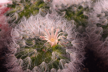 Image showing Flowering of the fluffy cactus Espostoa, close-up