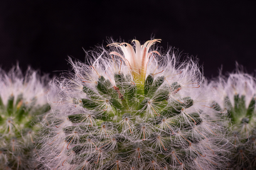 Image showing Flower close-up of fluffy cactus Espostoa