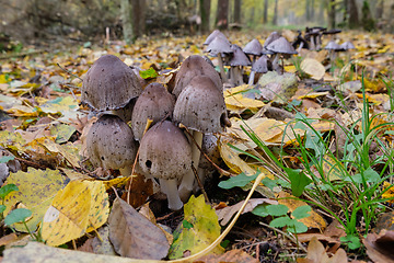 Image showing Common Ink Cap(Coprinopsis atramentaria) in fall