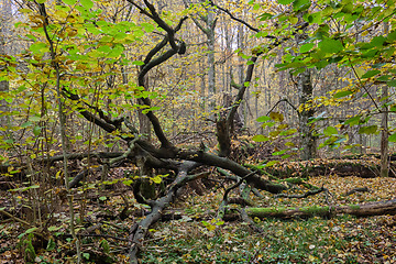 Image showing Deciduous forest in autumn cloudy day