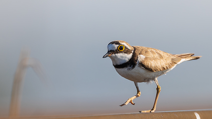 Image showing Little ringed plover (Charadrius dubius) in summer