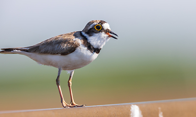 Image showing Little ringed plover (Charadrius dubius) in summer