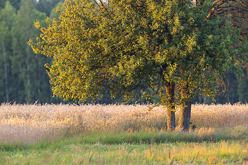 Image showing Old pear tree in summer