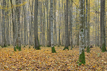 Image showing Deciduous forest in autumn before sunrise