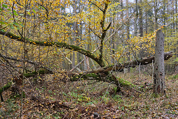 Image showing Deciduous forest in autumn cloudy day