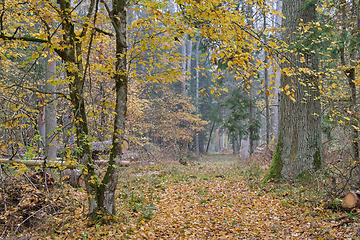 Image showing Deciduous forest in autumn cloudy day