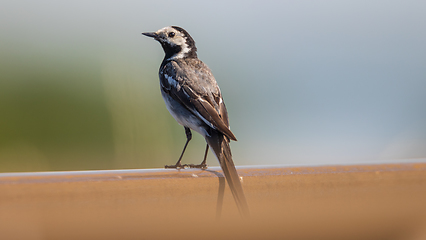 Image showing White wagtail (Motacilla alba) in summer