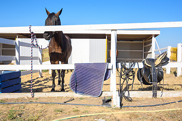 Image showing There is a saddle and a rug on the fence, a horse is tied behind the fence