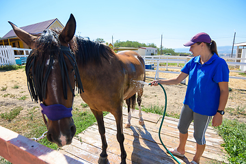 Image showing A girl pours water on a horse on a hot summer day