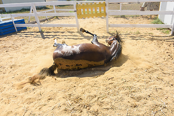 Image showing After bathing, the horse fell on its back and is lying on the ground