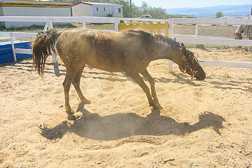 Image showing The horse, after bathing, is rolling in the sand and shaking itself off