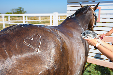 Image showing A heart is drawn on the thigh of a horse washed with shampoo