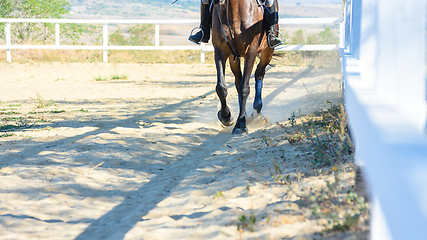 Image showing Horse running on the paddock on the farm, close-up