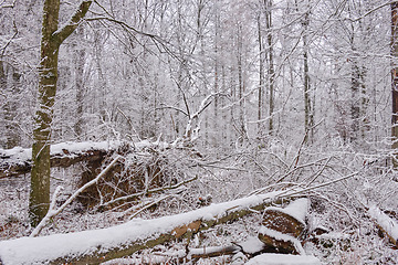 Image showing Wintertime landscape of snowy deciduous stand
