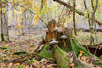 Image showing Party declined broken spruce tree