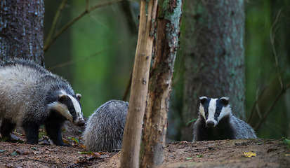 Image showing European Badger couple(Meles meles) in fall evening