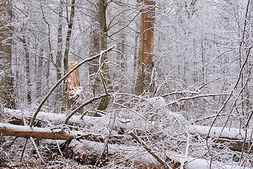 Image showing Wintertime landscape of snowy deciduous stand