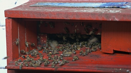 Image showing Honey bees on a hive cluster