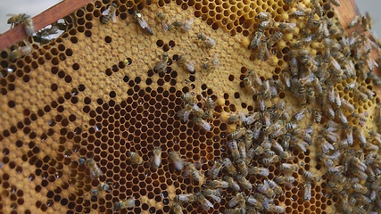 Image showing Honey bees on a hive cluster