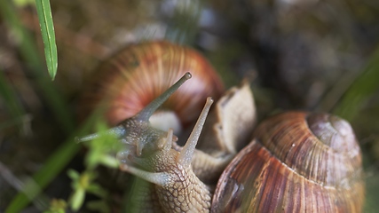 Image showing Snail on ground level macro photo