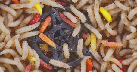 Image showing Lots of worms crawling as background texture closeup footage