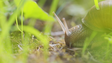 Image showing Snail on ground level macro photo