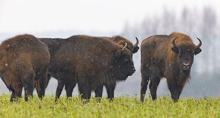 Image showing European Bison herd resting in snowy field