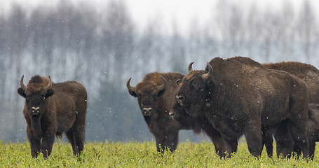 Image showing European Bison herd resting in snowy field