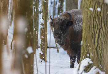 Image showing European Bison(Bison bonasus) female