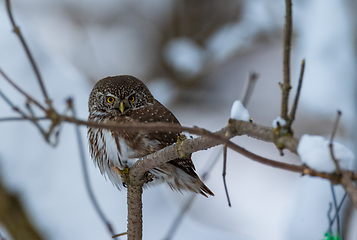 Image showing Eurasian pygmy owl (Glaucidium passerinum) in winter