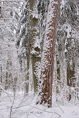 Image showing Wintertime landscape of snowy deciduous stand