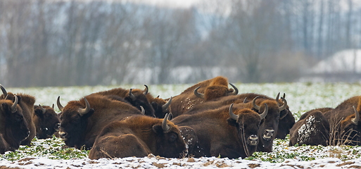 Image showing European Bison herd resting in snowy field