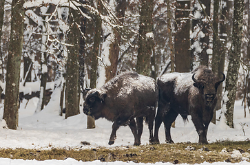 Image showing European bison(Bison bonasus) herd