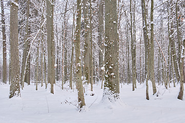 Image showing Wintertime landscape of snowy deciduous stand