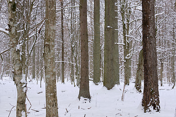 Image showing Wintertime landscape of snowy deciduous stand