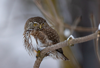 Image showing Eurasian pygmy owl (Glaucidium passerinum) in winter