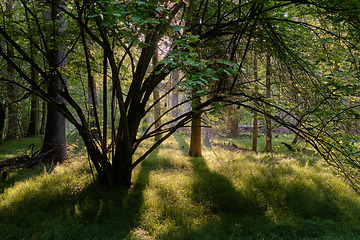 Image showing Light entering rich deciduous forest