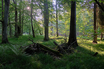Image showing Light entering rich deciduous forest