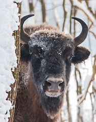 Image showing European Bison(Bison bonasus) cow head