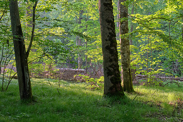 Image showing Light entering rich deciduous forest