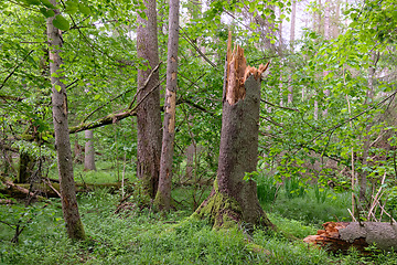 Image showing Springtime deciduous stand with old broken spruces